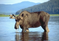 moose2x2.jpg
